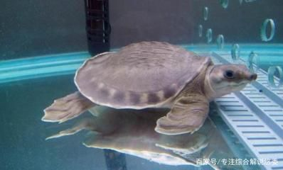 豬鼻龜喂食一般喂多少：豬鼻龜多久喂一次