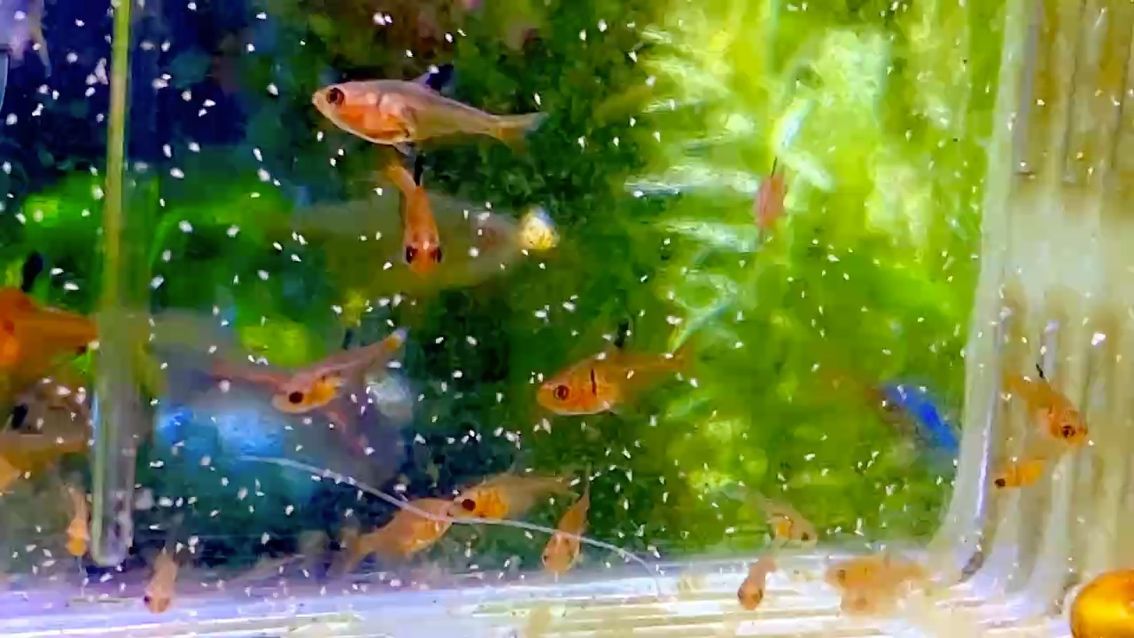 紅叉 紅叉 龍魚論壇