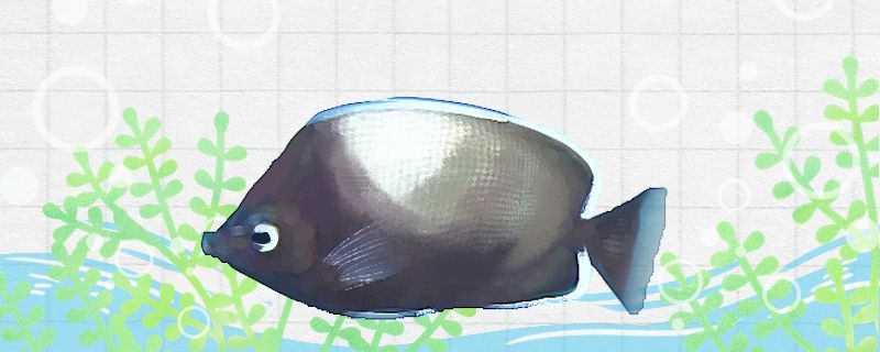 復(fù)活島蝶好養(yǎng)嗎怎么養(yǎng)
