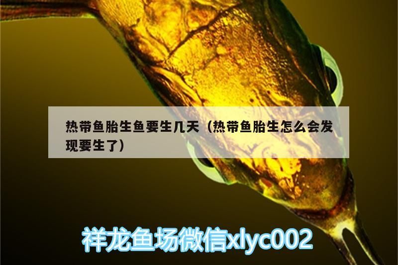 熱帶魚胎生魚要生幾天（熱帶魚胎生怎么會發現要生了）