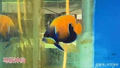 龍魚缸降溫vs祥龍魚場：龍魚缸和祥龍魚場的降溫效果，祥龍魚缸降溫方法對比