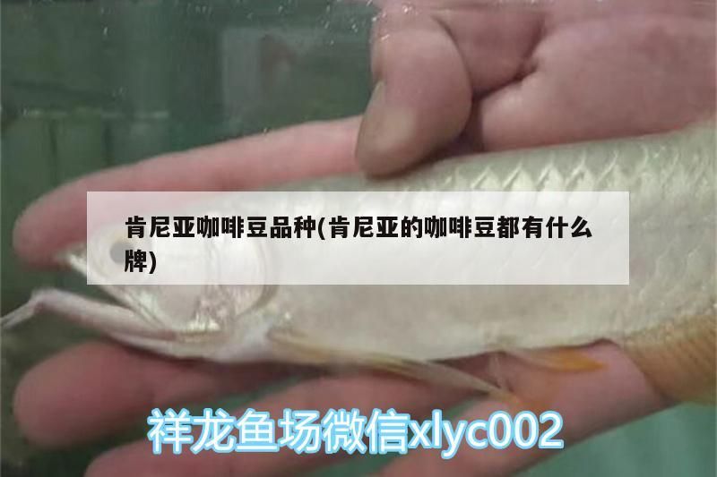 肯尼亞咖啡豆品種(肯尼亞的咖啡豆都有什么牌)