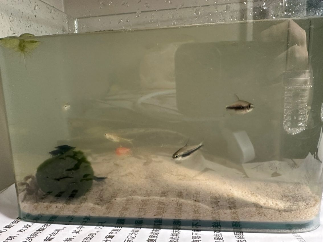 北京房山區，大學生放假了出一缸魚。目前四只藍寶石蝦，兩只小螃蟹，一顆藻球，八只不同種類小魚（滿天星 帝王燈 還有一個不認識），包括過濾器，濾材，濾棉，一定量魚食，凈水劑，魚缸20×14×15cm，桌面伴學剛好。僅自提。200r痛快可優惠