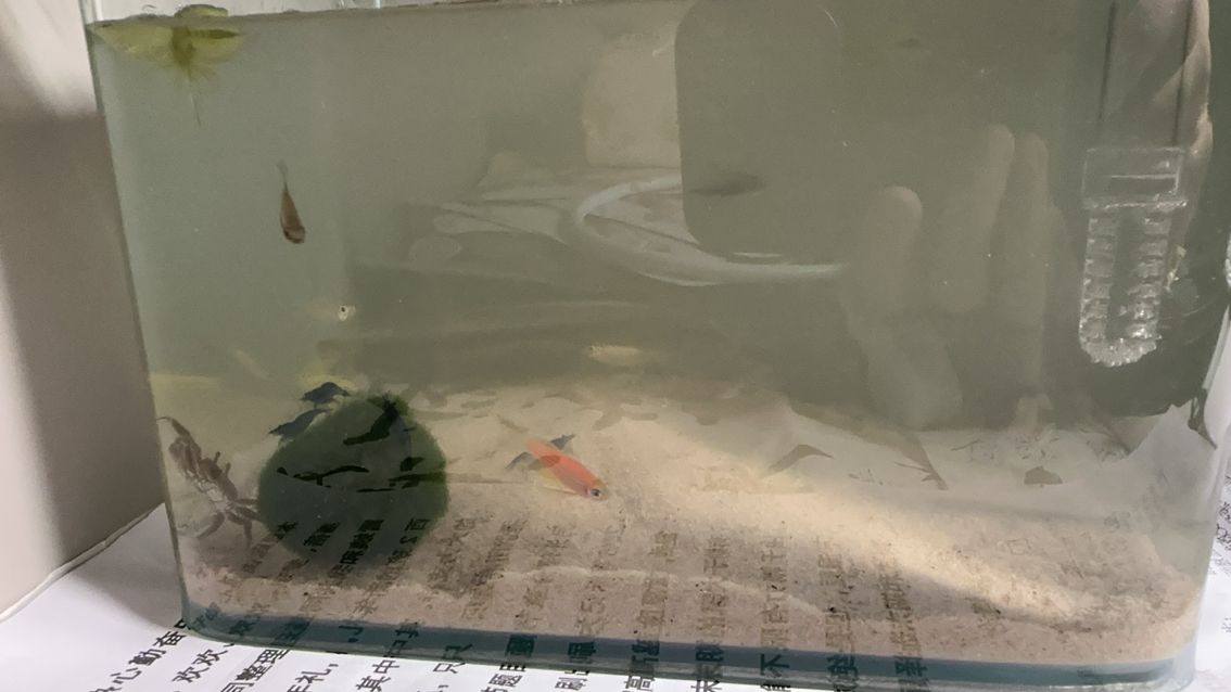 北京房山區，大學生放假了出一缸魚。目前四只藍寶石蝦，兩只小螃蟹，一顆藻球，八只不同種類小魚（滿天星 帝王燈 還有一個不認識），包括過濾器，濾材，濾棉，一定量魚食，凈水劑，魚缸20×14×15cm，桌面伴學剛好。僅自提。200r痛快可優惠