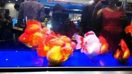 2024年觀賞魚展覽會圖片：2024年第10屆廣州國際漁業博覽會圖片素材觀賞魚展覽會圖片
