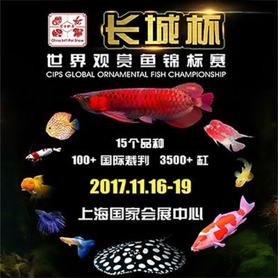 2024年觀賞魚展覽會圖片：2024年第10屆廣州國際漁業博覽會圖片素材觀賞魚展覽會圖片