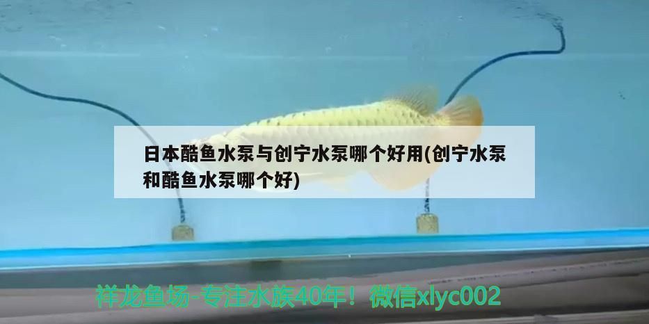 日本酷魚(yú)水泵與創(chuàng)寧水泵哪個(gè)好用(創(chuàng)寧水泵和酷魚(yú)水泵哪個(gè)好) 日本酷魚(yú)水泵與創(chuàng)寧水泵哪個(gè)好用(創(chuàng)寧水泵和酷魚(yú)水泵哪個(gè)好) 創(chuàng)寧水族