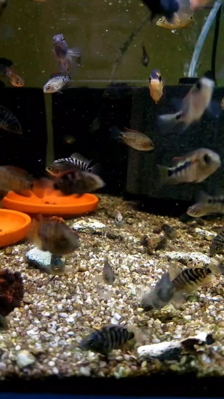 迷你鸚鵡雜交黃金德州豹夠大 迷你鸚鵡雜交黃金德州豹夠大 龍魚論壇