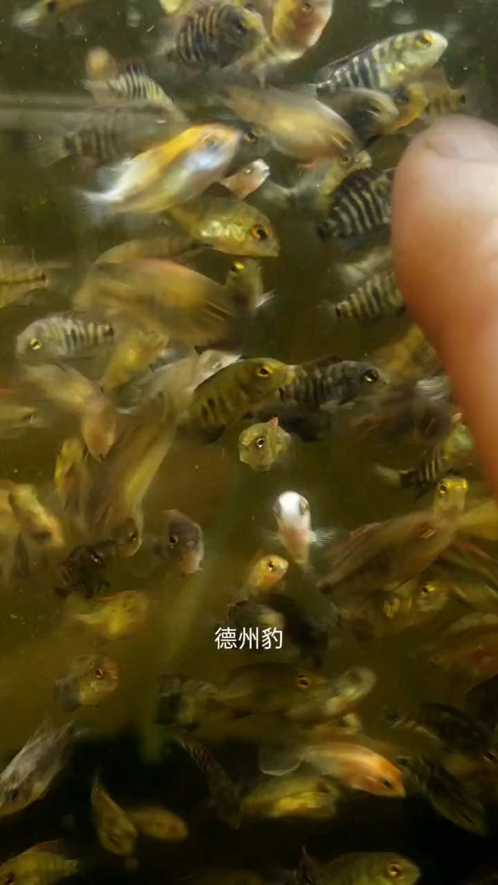 改良的德州豹