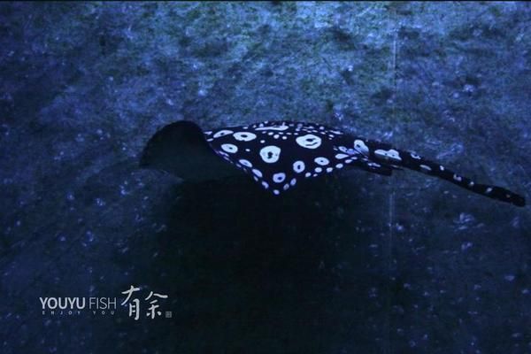 魟魚噘嘴怎么辦