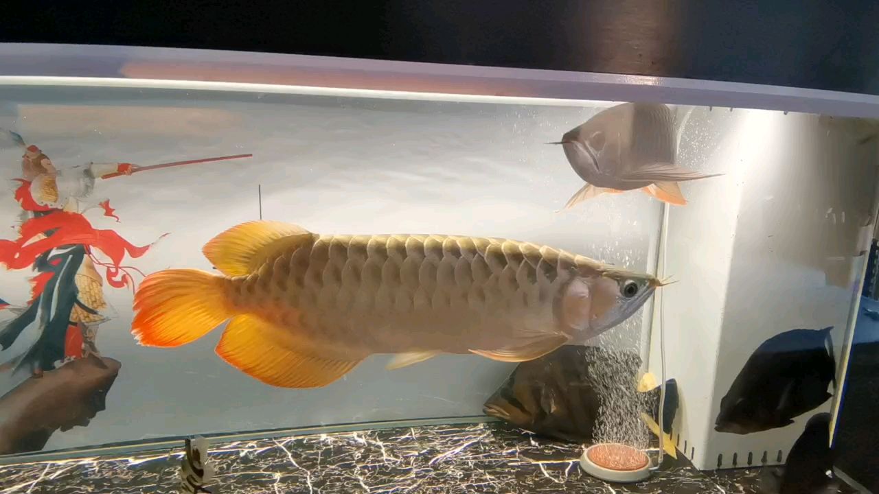 紅龍情長 紅龍情長 龍魚論壇