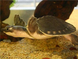 豬鼻龜體型：豬鼻龜成年體型圖片大全