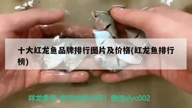 十大紅龍魚品牌排行圖片及價格(紅龍魚排行榜)