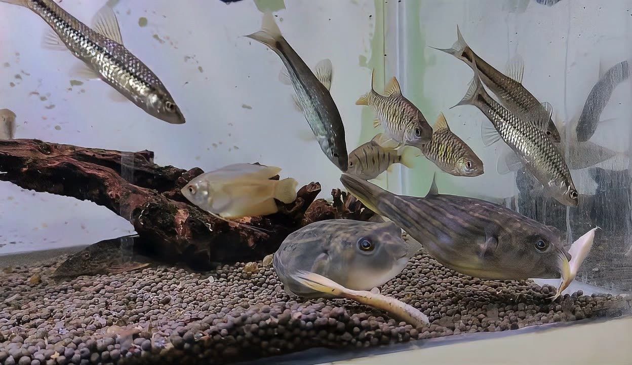 虎魚怎么喂食視頻：虎魚怎么喂食