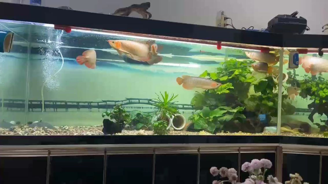 養(yǎng)了11個月，20cm到現(xiàn)在有幾條過40cm，不知道到50cm要到明年幾月份…明年年底會不會有沒可能到60cm ？
