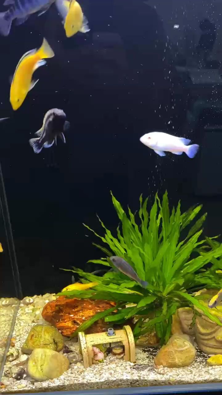 第一次養三湖慈鯛，長大了一些了