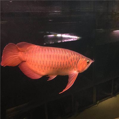 泉州馬印商貿有限公司（泉州馬印商貿有限公司怎么樣）