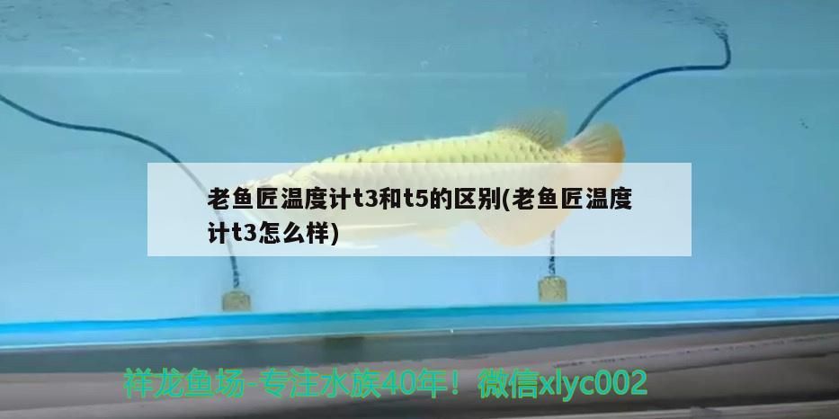 老魚匠溫度計(jì)t3和t5的區(qū)別(老魚匠溫度計(jì)t3怎么樣)