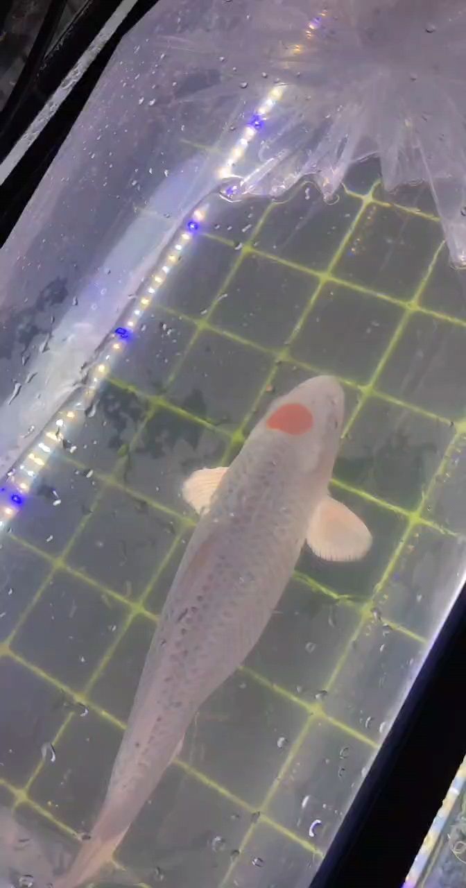 到家咯 到家咯 龍魚論壇