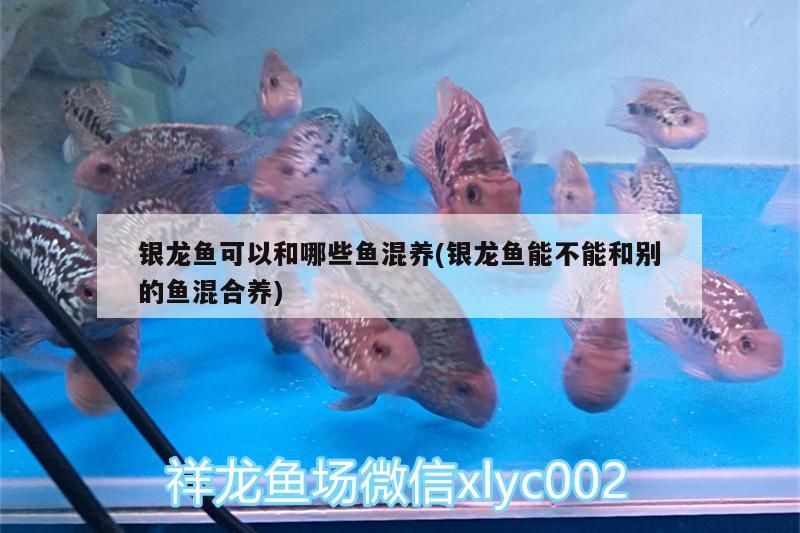 銀龍魚可以和哪些魚混養(銀龍魚能不能和別的魚混合養)