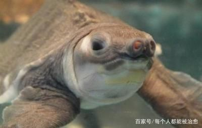 豬鼻龜有點(diǎn)腐甲怎么辦圖片：豬鼻龜有點(diǎn)腐甲怎么辦