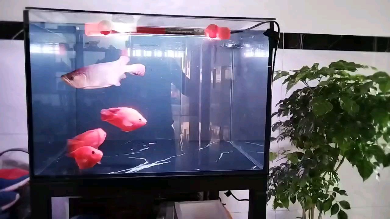 巴比Q了龍干掉泰獅又花錢買幾條鸚鵡難搞哦