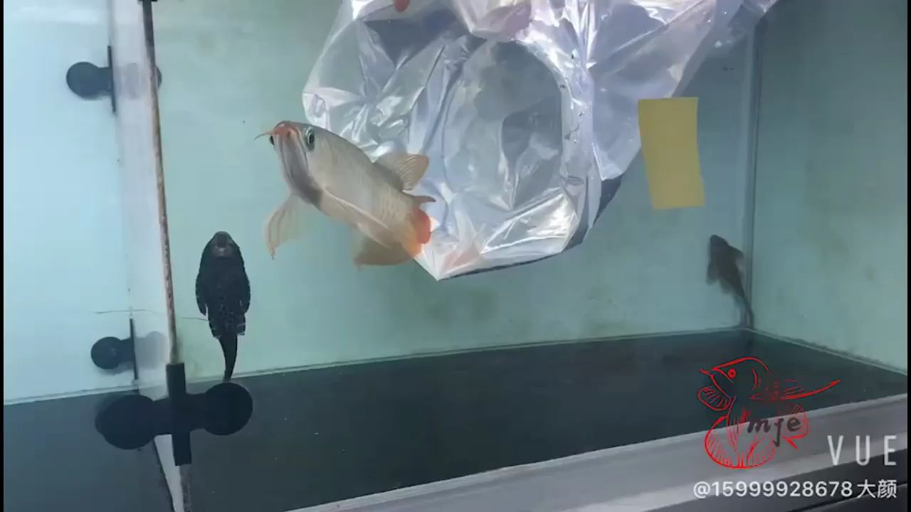 海西蒙古族藏族自治州觀賞魚市場(chǎng)孟吉爾～孟吉爾紅外線F1下掛 海西蒙古族藏族自治州觀賞魚市場(chǎng)孟吉爾～孟吉爾紅外線F1下掛 廣州孟吉爾 第2張