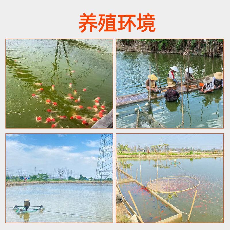 觀賞魚能混合養嗎（觀賞魚可以混養嗎？）