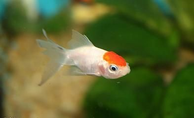 觀賞魚產業發展的獨特優勢與發展前景（全球觀賞魚產業的發展趨勢） 觀賞魚產業發展的獨特優勢與發展前景（全球觀賞魚產業的發展趨勢） 廣州孟吉爾 第1張