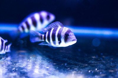 觀賞魚產業發展的獨特優勢與發展前景（全球觀賞魚產業的發展趨勢） 觀賞魚產業發展的獨特優勢與發展前景（全球觀賞魚產業的發展趨勢） 廣州孟吉爾 第3張