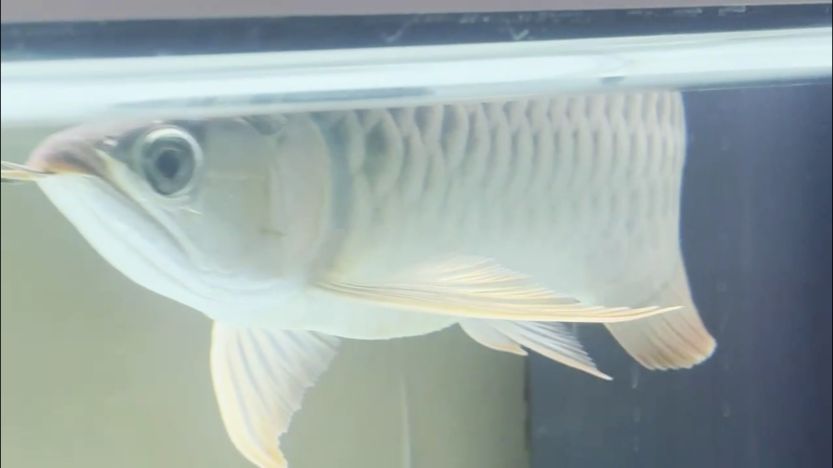 求助帖！這是腸炎了嘛？ 求助帖！這是腸炎了嘛？ 龍魚論壇