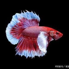 紅觀賞魚能吃嗎有毒嗎（紅色觀賞魚與食用價值是否可以取決定觀賞魚的安全性）
