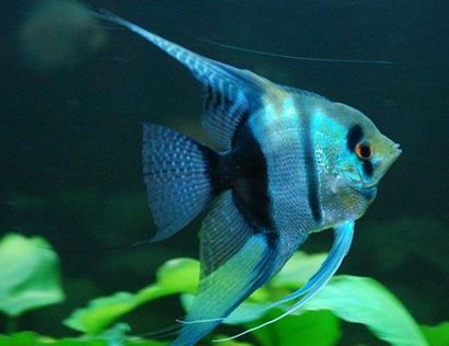 紅觀賞魚能吃嗎有毒嗎（紅色觀賞魚與食用價值是否可以取決定觀賞魚的安全性）
