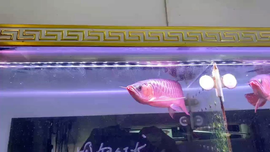 建議中魚，小魚變數太多