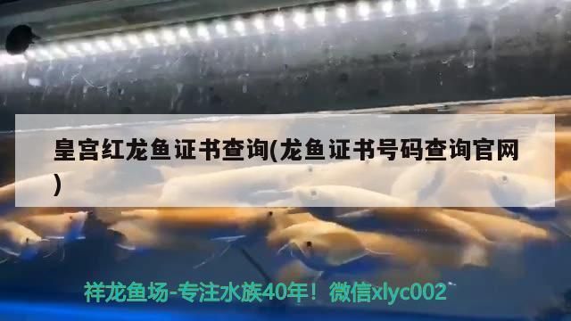 皇宮紅龍魚證書：如何辨別皇宮紅龍魚真偽