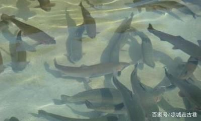 鳊魚養魚缸里能養活么（如何在家中養殖鳊魚）