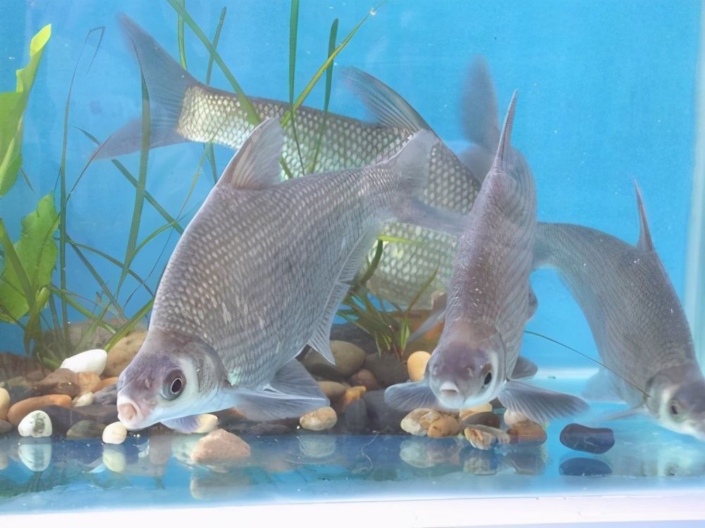 鳊魚養魚缸里能養活么（如何在家中養殖鳊魚）