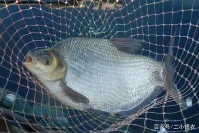 鳊魚養魚缸里能養活么（如何在家中養殖鳊魚）