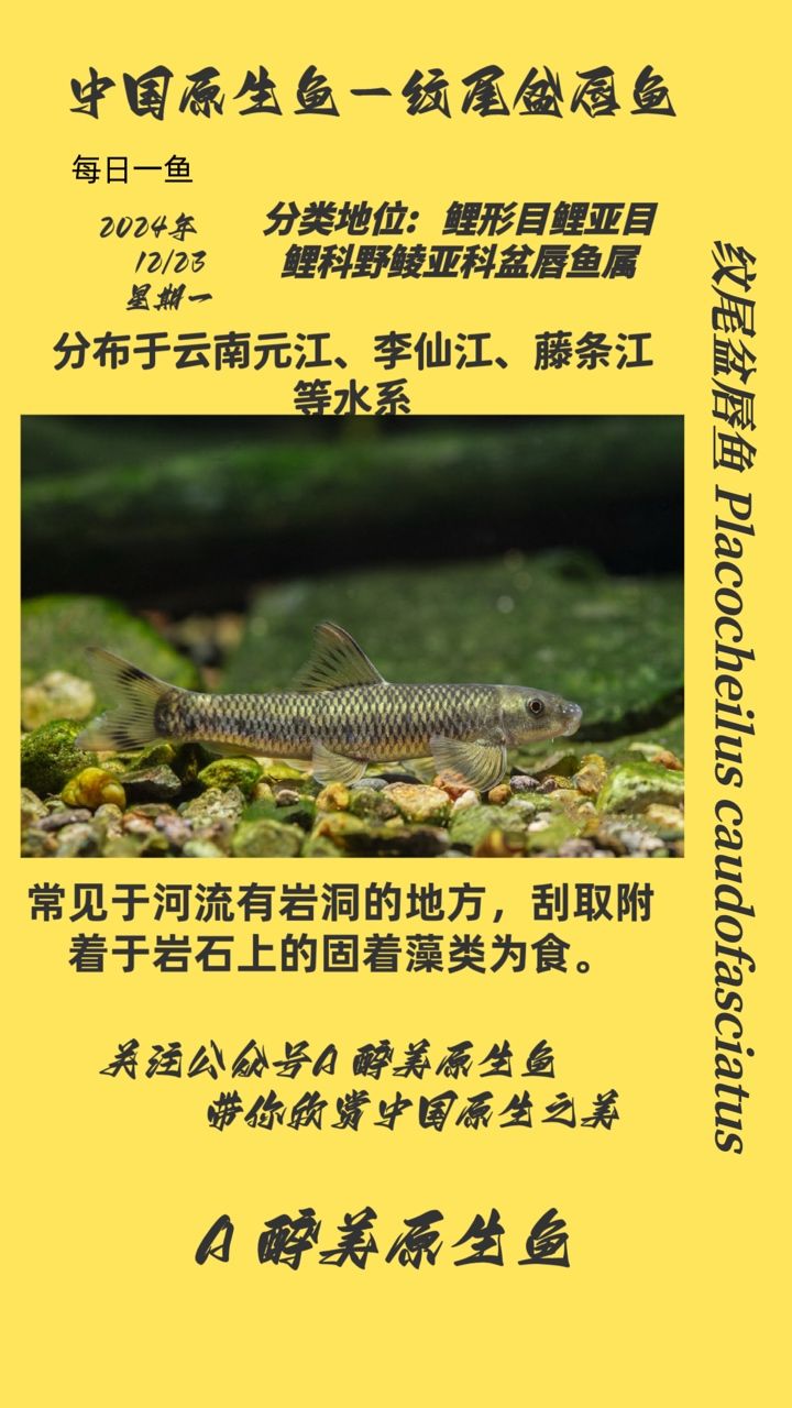 雷龍魚種類及種類大全，帝王黑魔神雷龍魚怎么養、紅帝王黑魔神雷龍魚苗子鑒定信息