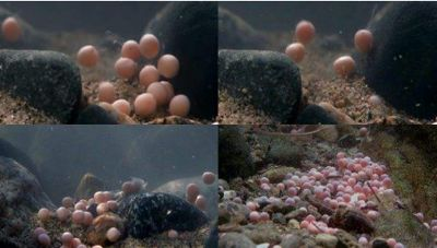 大型水族館怎么孵化蛋（大型水族館孵化蛋的方法）