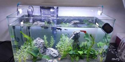大型水族館怎么孵化蛋（大型水族館孵化蛋的方法）