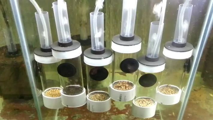 大型水族館怎么孵化蛋（大型水族館孵化蛋的方法）