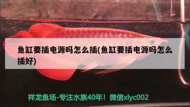 我的虎魚真菌感染了要怎么處理 魚缸要插電源嗎怎么插(魚缸要插電源嗎怎么插好) 速倍妥魚糧魚藥 魚缸要插電源嗎怎么插(魚缸要插電源嗎怎么插好) 魚缸要插電源嗎怎么插(魚缸要插電源嗎怎么插好) 速倍妥魚糧魚藥