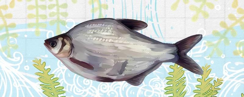 鳊魚刺多不多和鯉魚哪個(gè)刺多