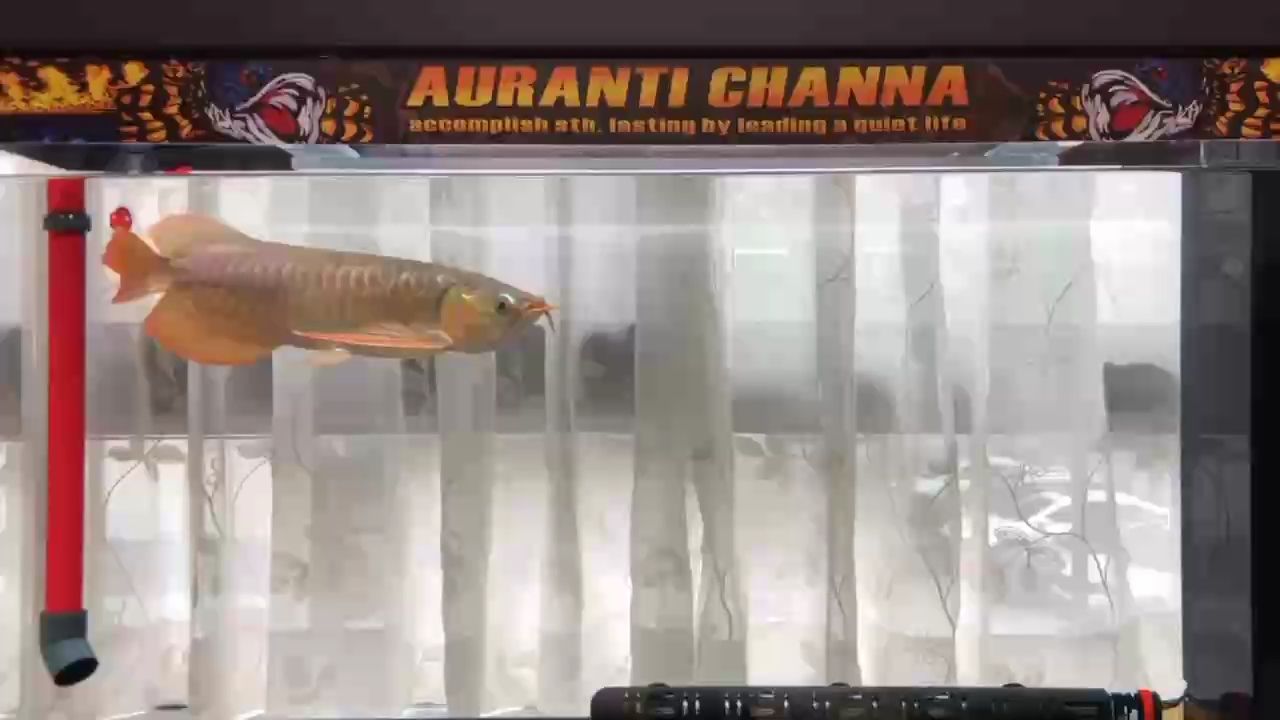 餓龍撲食 龍魚論壇 第1張 餓龍撲食 餓龍撲食 龍魚論壇 第1張
