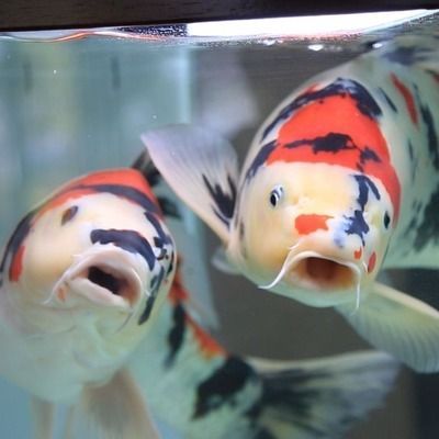 怎樣經營水族館店鋪：如何經營好水族館
