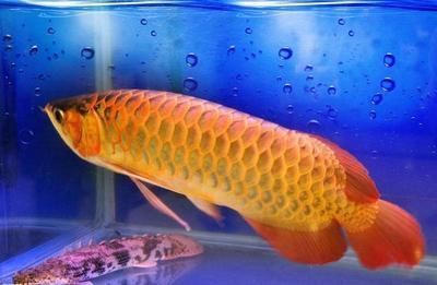 紅龍魚什么時候容易掉眼淚啊