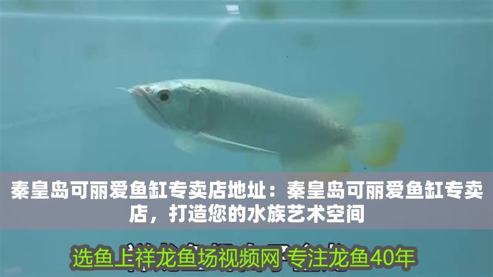秦皇島可麗愛魚缸專賣店地址：秦皇島可麗愛魚缸專賣店，打造您的水族藝術(shù)空間