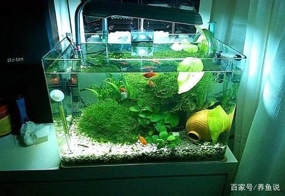 金龍魚光照不足的影響:光照對于金龍魚的健康和美麗至關重要,金龍魚的健康和美麗至關重要 金龍魚百科 第3張 金龍魚光照不足的影響:光照對于金龍魚的健康和美麗至關重要,金龍魚的健康和美麗至關重要 金龍魚光照不足的影響:光照對于金龍魚的健康和美麗至關重要,金龍魚的健康和美麗至關重要 金龍魚百科 第3張