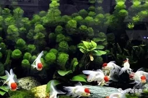 金龍魚光照不足的影響:光照對于金龍魚的健康和美麗至關重要,金龍魚的健康和美麗至關重要 金龍魚百科 第4張 金龍魚光照不足的影響:光照對于金龍魚的健康和美麗至關重要,金龍魚的健康和美麗至關重要 金龍魚光照不足的影響:光照對于金龍魚的健康和美麗至關重要,金龍魚的健康和美麗至關重要 金龍魚百科 第4張